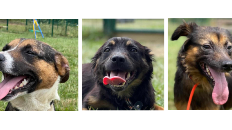 Jet, Phil et Cacahuète, trois croisés Berger, trois ans tous les trois, trois nouveaux venus à la SPA !