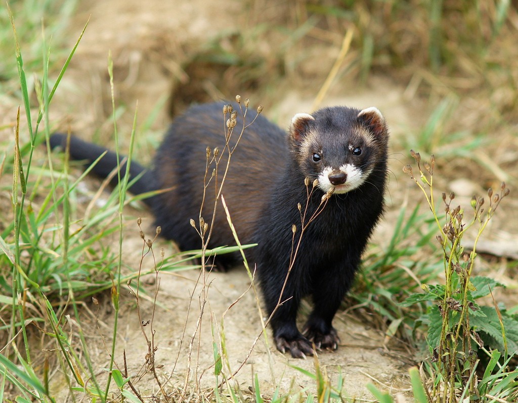 Mustela_putorius_01.jpg