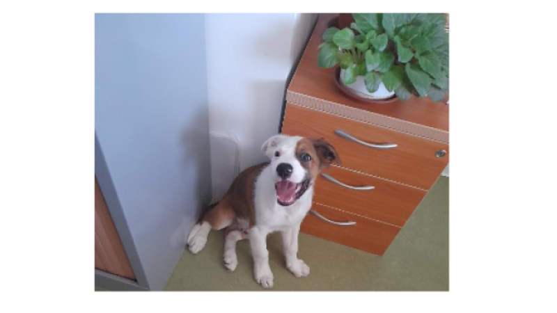 Chien perdu recherche son maître !