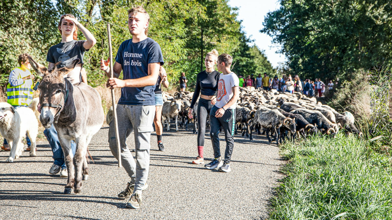 Au Musée du paysan gascon de Toujouse: grande fête populaire et le troupeau qui arrive d'estive les 16 et 17 septembre