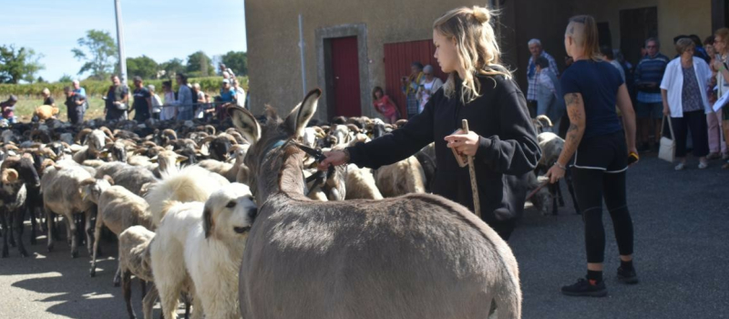La Route de la Transhumance fait une halte