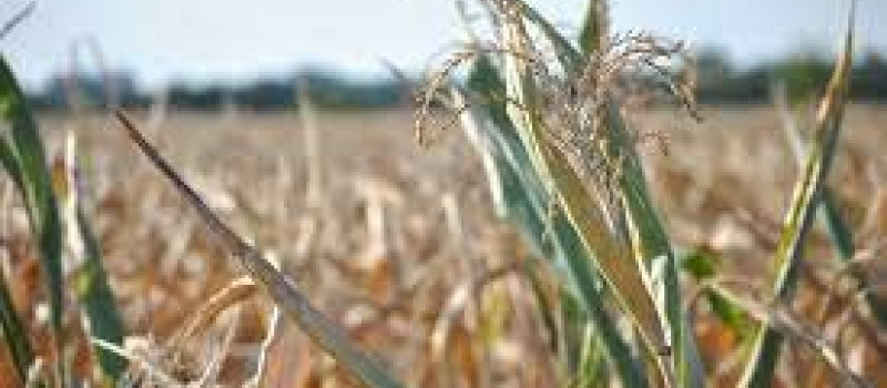 Calamité agricole sécheresse 2022