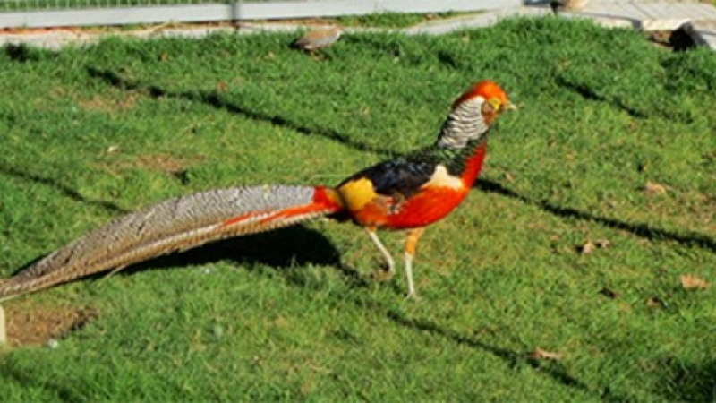 Expo du Club ornithologique de Bigorre associé à la SACCOG