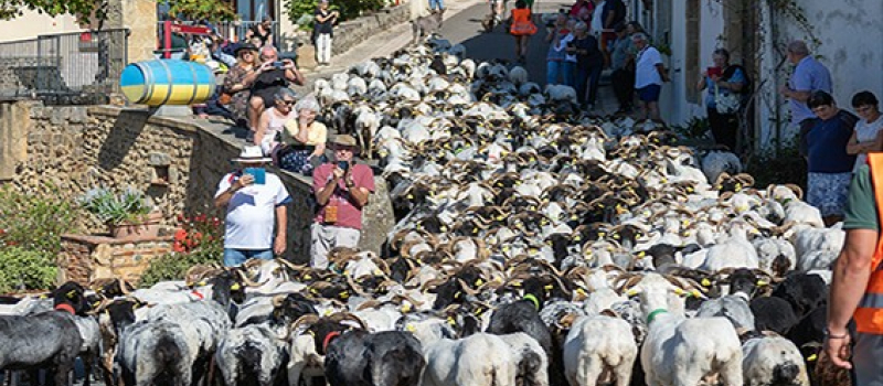 Sur la route de la transhumance et des traditions