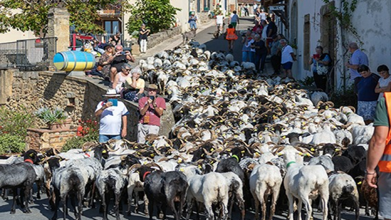 Sur la route de la transhumance et des traditions