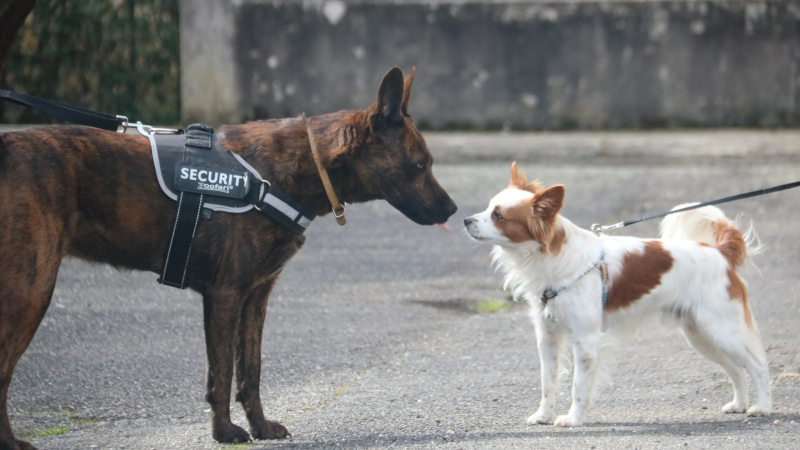 "Se tromper est humain, pardonner est canin", une journée prévention canine avec Vic Accueil !
