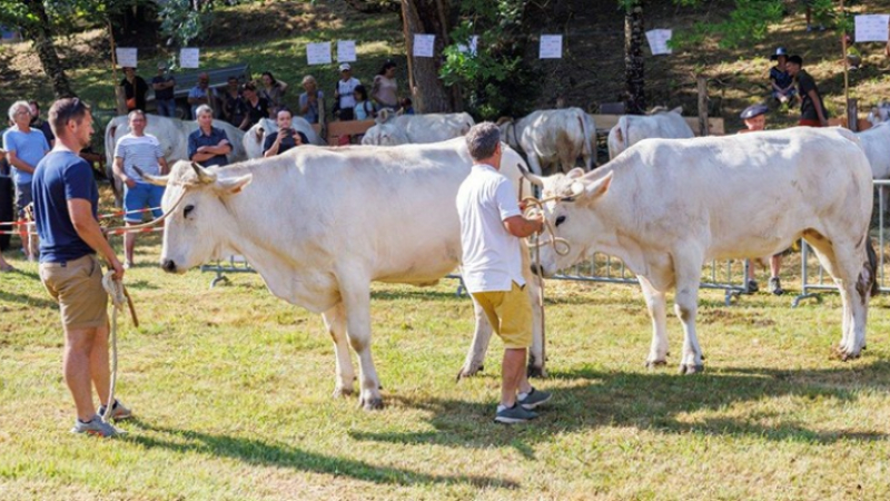 Foire de la Madeleine 2023 : le bon choix