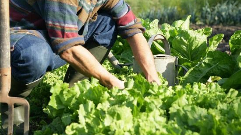 Agriculture biologique : la solution n’est pas dans la Tech’ mais dans un réel soutien aux paysan·nes