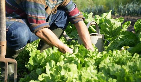 img-agriculture-bio.jpg