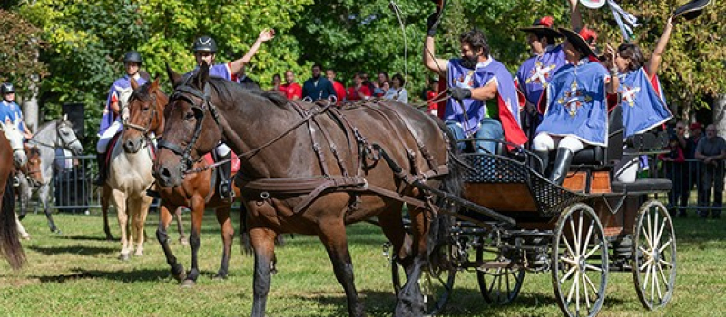 Découverte de l'univers du cheval