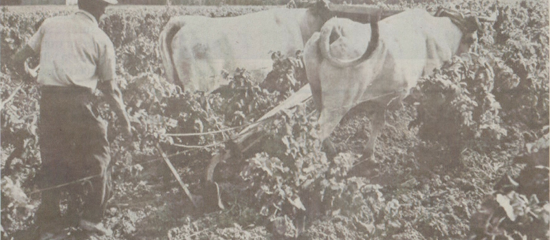 La vigne de nos pères : retour sur les méthodes de culture d'antan
