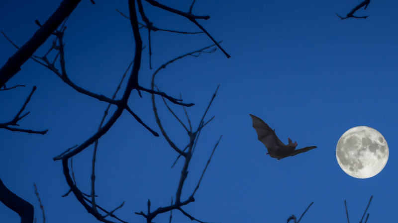 Ecoutons les ultrasons de chauves-souris !