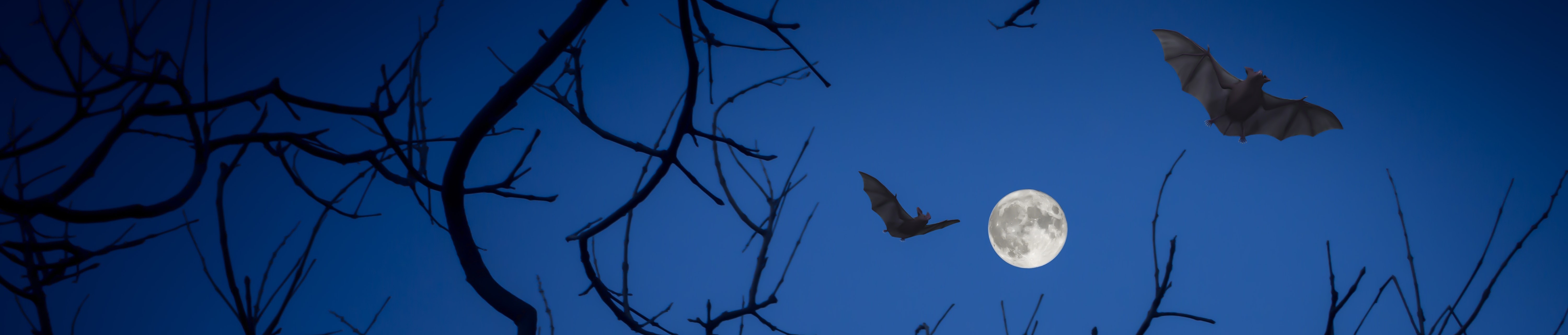 Chauve souris.jpg