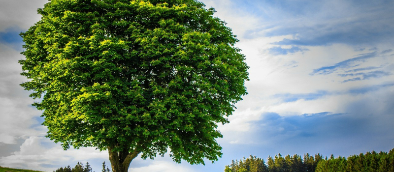 Le dimanche  5 novembre aura lieu la 18 ème édition de Fête de l'Arbre