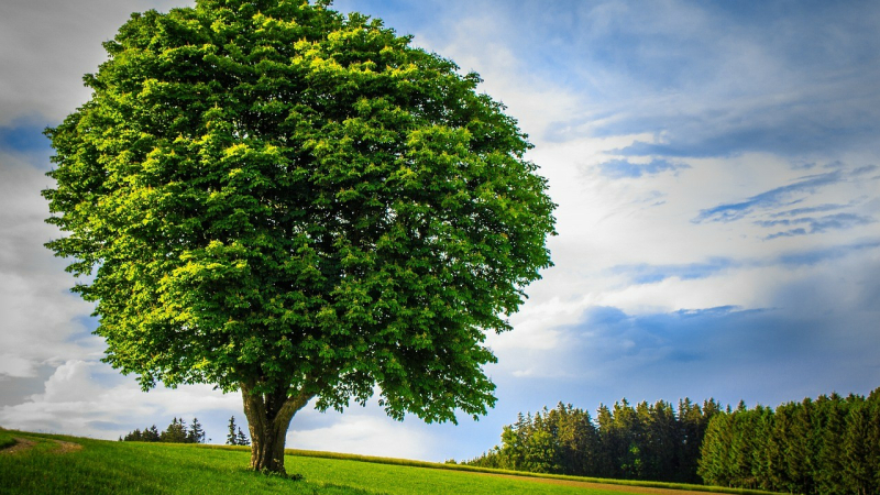 Le dimanche  5 novembre aura lieu la 18 ème édition de Fête de l'Arbre