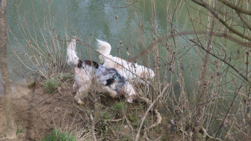 La  journée de prévention canine avec Vic Accueil, c'est samedi !