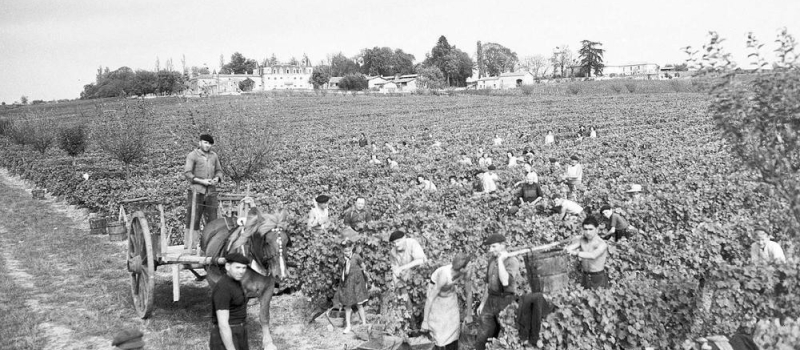 Où sont passées les vendanges d'antan?