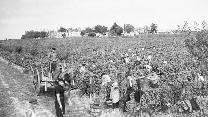 Où sont passées les vendanges d'antan?