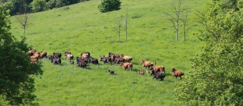 Fête du Lartet : changement de torero