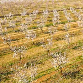 184211235-longue-allée-d-amandiers-en-fleurs-sur-une-plantation-d-amandiers-vue-depuis-un-drone.jpg