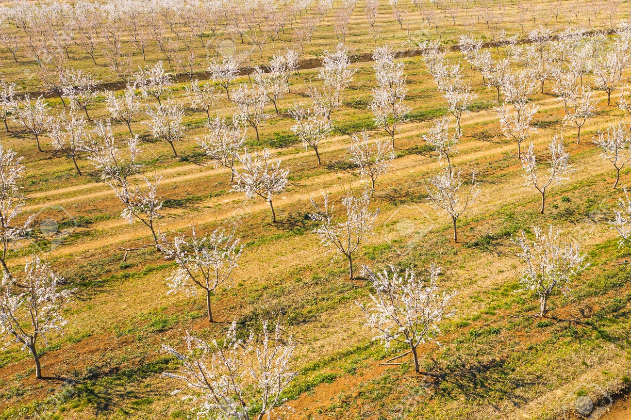 184211235-longue-allée-d-amandiers-en-fleurs-sur-une-plantation-d-amandiers-vue-depuis-un-drone.jpg