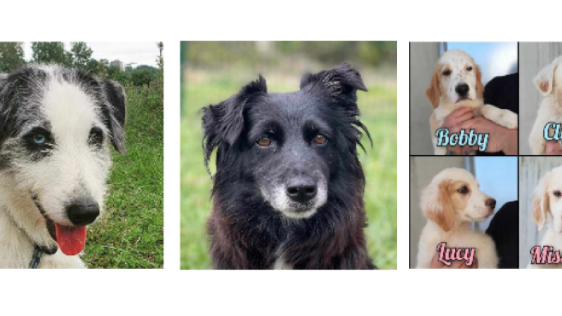 Deux paisibles demoiselles et huit chiots - les Dallas'dogs - à la une cette semaine !