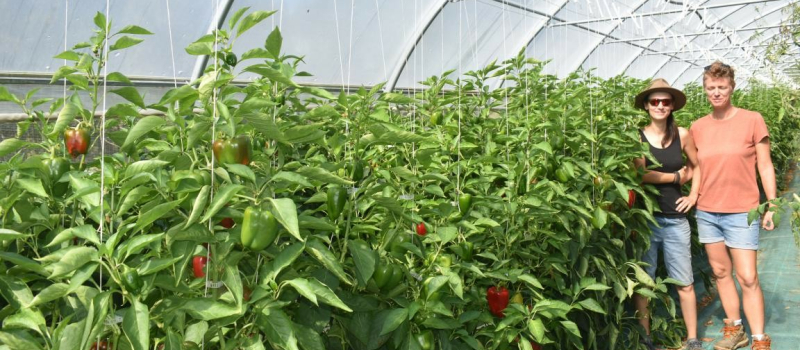 La clientèle est satisfaite des maraîchères