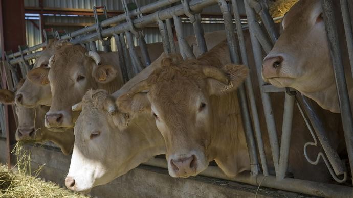 10074_061_RZ_vache_Blonde_Aquitaine_étable_stabulation.jpg