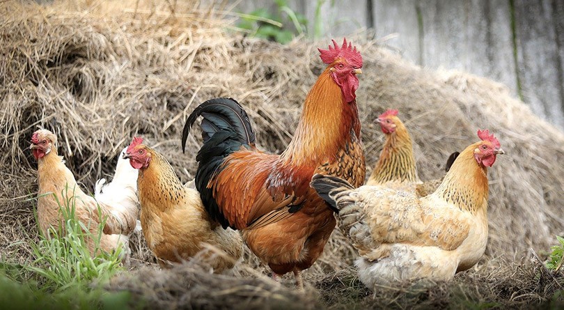 Les-animaux-de-la-ferme.jpg
