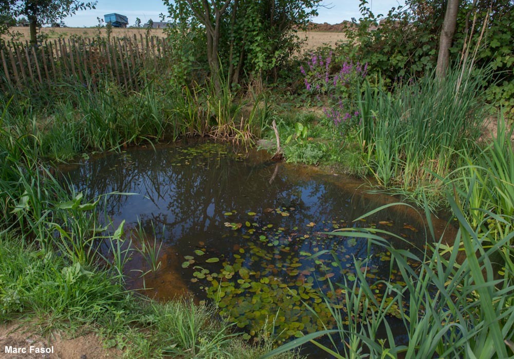 mare-jardin-1000.jpg