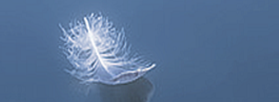 carte-condoleances-plume-3.png