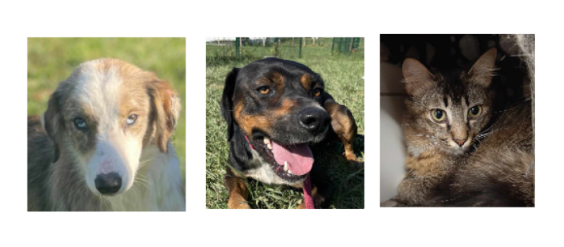 Deux jeunes chiens et un chat à la une cette semaine !