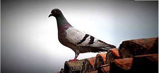 pigeon.jpg