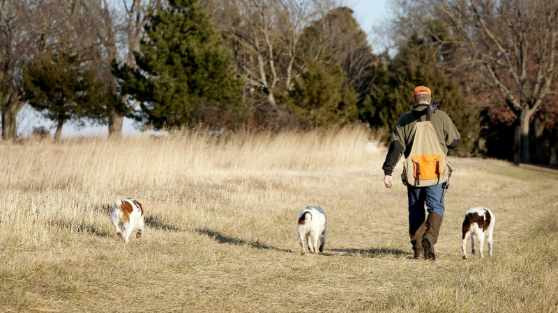 Pour les amateurs... et pour les touristes, une belle leçon de chasse !