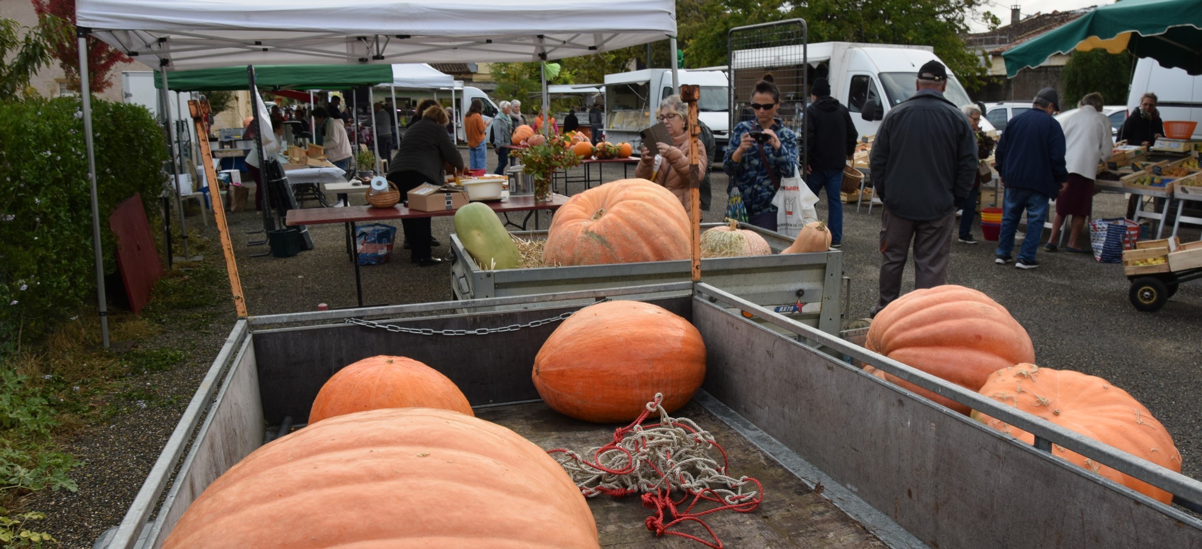 lot de citrouilles.JPG