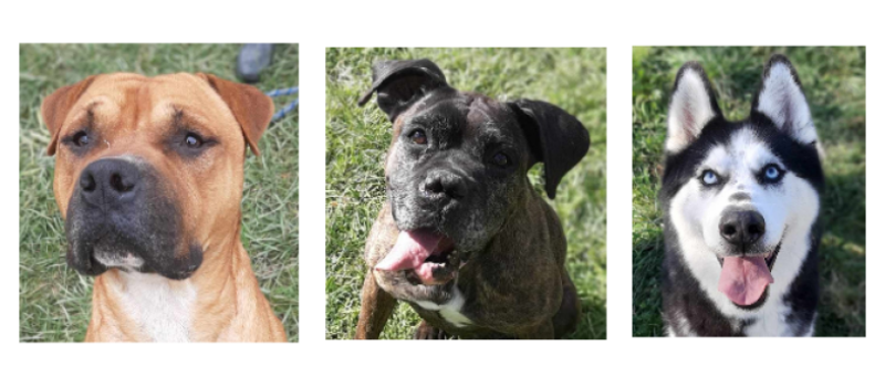 Le trio de la semaine, Loki, Maïtika et Malroye