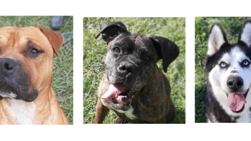 Le trio de la semaine, Loki, Maïtika et Malroye