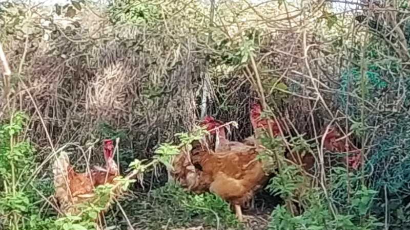 La poule au pot traditionnelle  avec la Gaule seissanaise