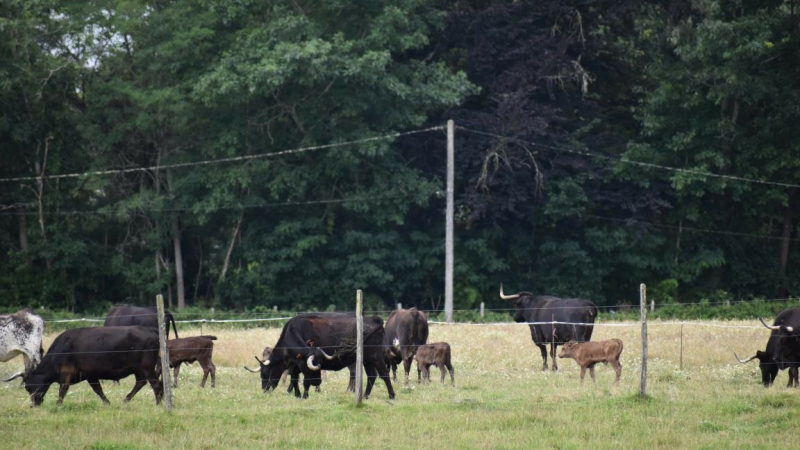 Ferrade, repas et gascounéjade
