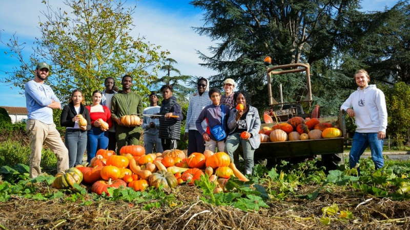Récolte d'automne des cucurbitacées
