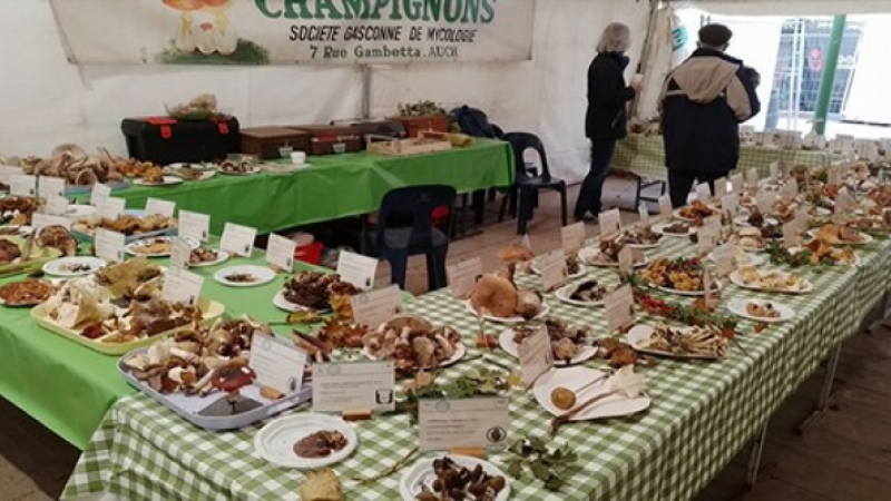 A la découverte des champignons