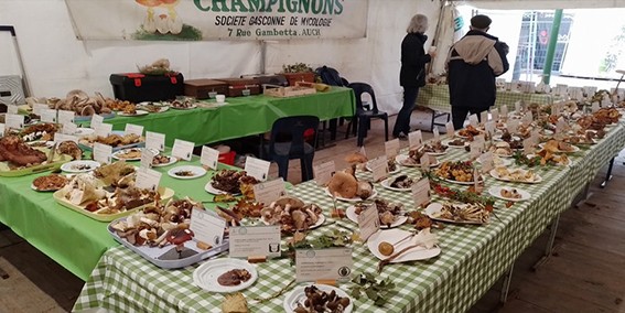 champignons 1 lectoure.jpg