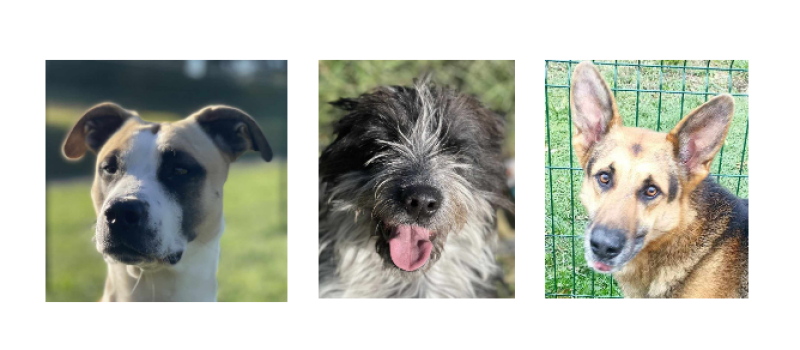 A la une cette semaine, Lola, Livaï et Nouki, les nouveaux venus !