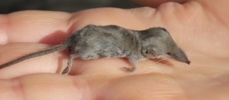 Qui a vu la pachyure étrusque ?