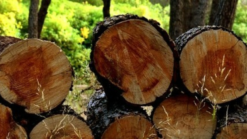 Apéro « Je dis bois » : Le Gers et ses chaînes d’approvisionnement le 30 novembre