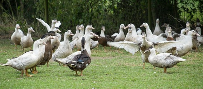Grippe aviaire un nuage assombrit la situation.