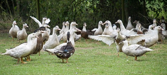 canards