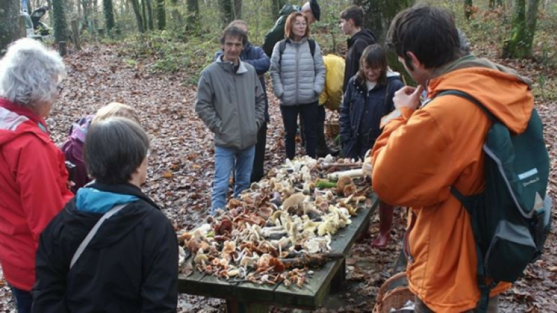 la Société Mycologique Gersoiseachève l'année en beauté