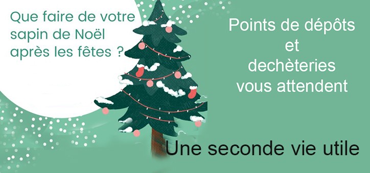 sapin long dehetereie.JPG