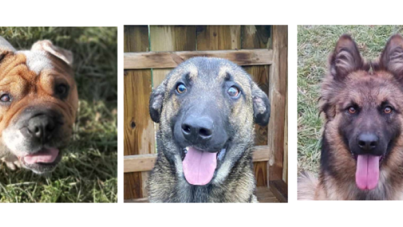 Cathy, Jazz et Rox, les trois petits derniers de l'année  !